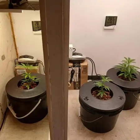 Nine Leaf Clover Clones