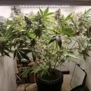 Nine Leaf Clover Clones