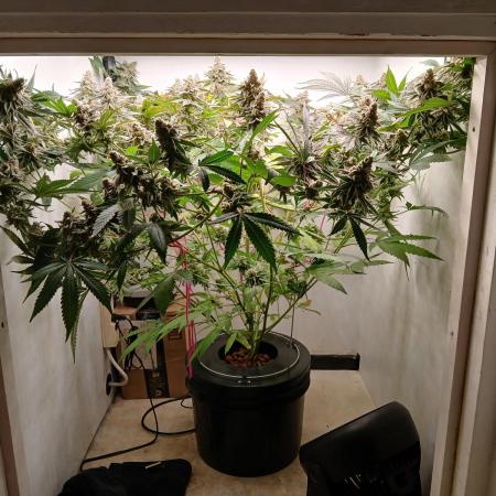 Nine Leaf Clover Clones