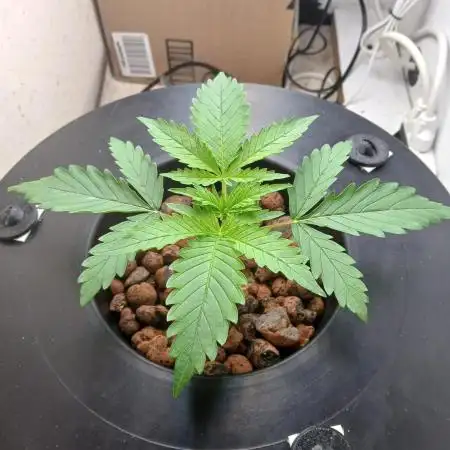 Grape-topia!