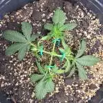 Mexican Haze Indoor Summer Grow 