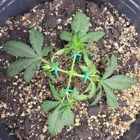 Mexican Haze Indoor Summer Grow 