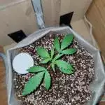 Strawberry pie auto