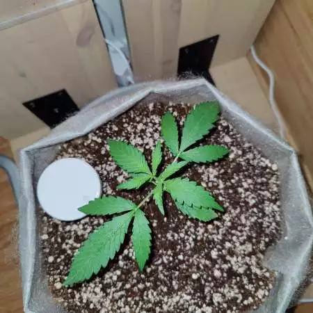 Strawberry pie auto