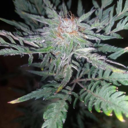 Frostys Auto Freak Test 12/12