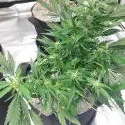 Blue dream automatic 12/12 from seed