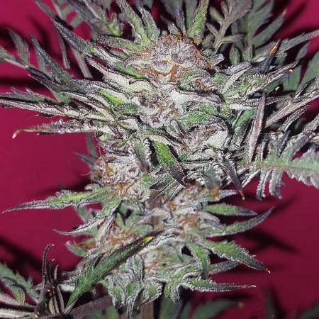 Frostys Auto Freak Test 12/12