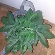 Cap junky S1