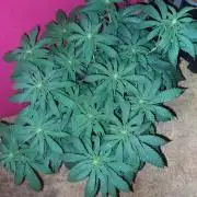 Orange sour diesel ⛽️