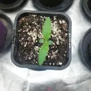 Hash cake
