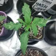 Hash cake