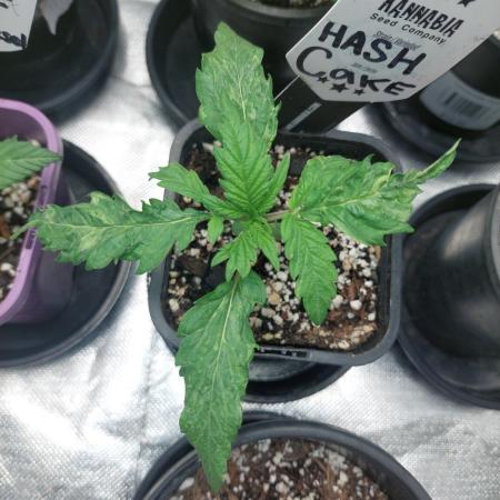 Hash cake