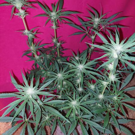 Terp and tonic