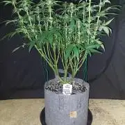 Lemon wasabi triploid  ganja farmer