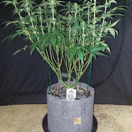 Lemon wasabi triploid  ganja farmer