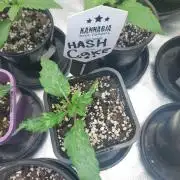Hash cake