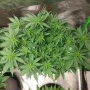 Lemon wasabi triploid  ganja farmer