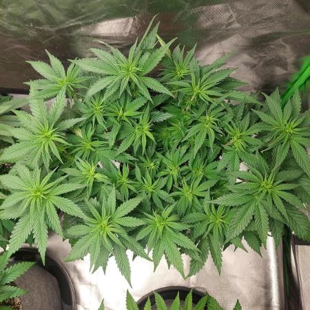 Lemon wasabi triploid  ganja farmer