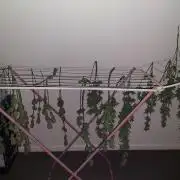 Terp and tonic