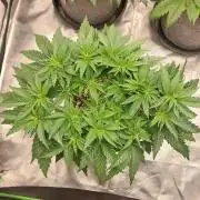 Lemon wasabi triploid  ganja farmer