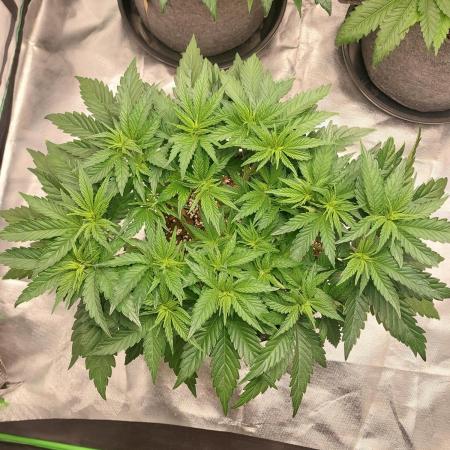 Lemon wasabi triploid  ganja farmer