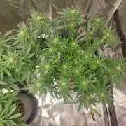 Lemon wasabi triploid ganja farmer