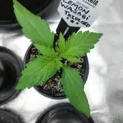 Lemon wasabi triploid  ganja farmer