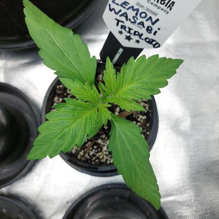 Lemon wasabi triploid  ganja farmer