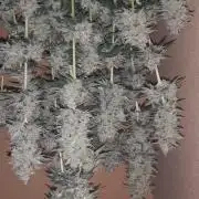 Doctors choice sponsored grow