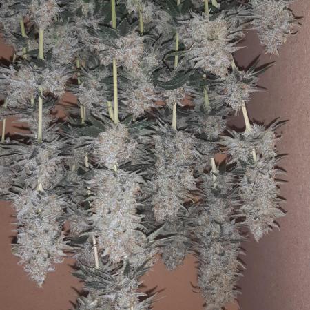 Doctors choice sponsored grow