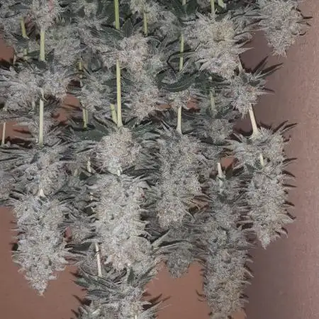 Doctors choice sponsored grow