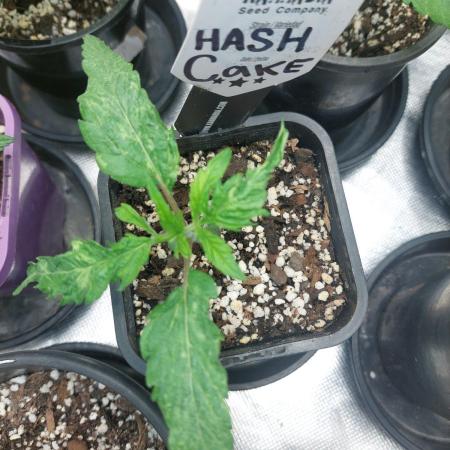 Hash cake