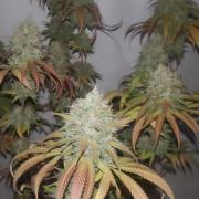 Candy cream go fast ππ¦