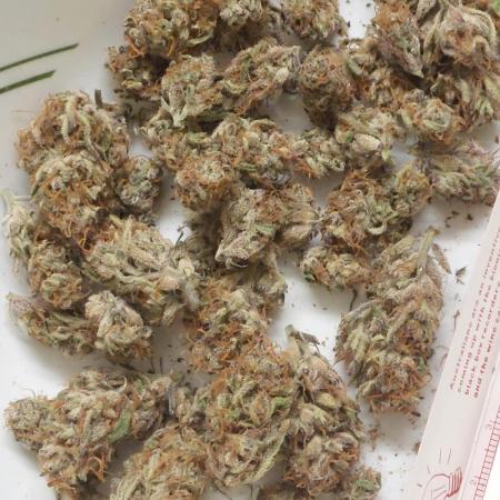 Frostys Auto Freak Test 12/12
