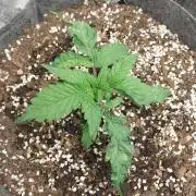 Hash cake