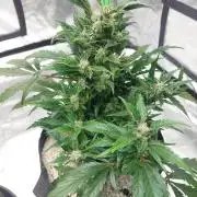Blue dream automatic 12/12 from seed