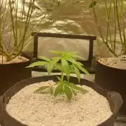 Blue dream automatic