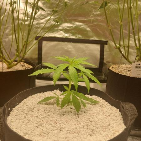 Blue dream automatic