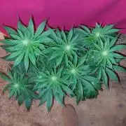 Oreoz USA