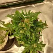 Blue dream automatic 12/12 from seed