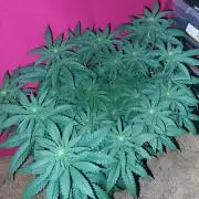 Lemon wasabi triploid  ganja farmer