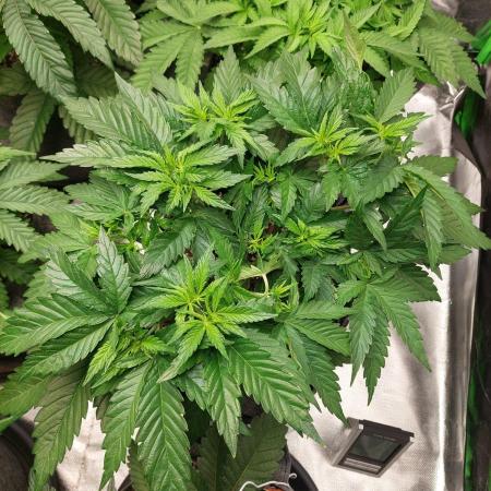 Lemon wasabi triploid  ganja farmer