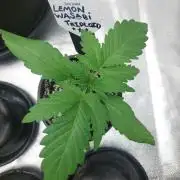 Lemon wasabi triploid ganja farmer