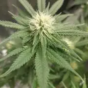 Hash cake