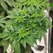 Lemon wasabi triploid  ganja farmer