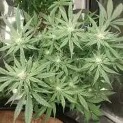 Cap junky S1