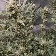 Terp and tonic
