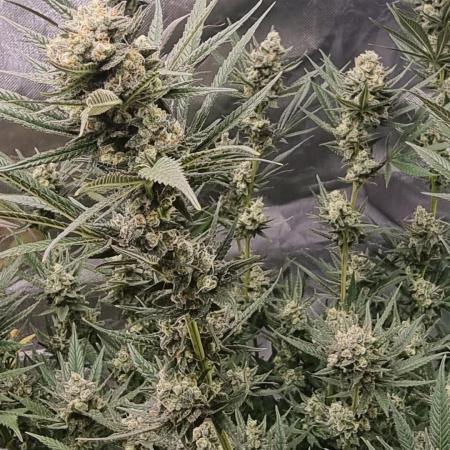 Terp and tonic