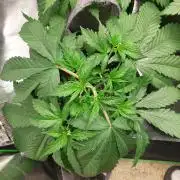 Orange sour diesel β½οΈ