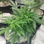 Blue dream automatic 12/12 from seed